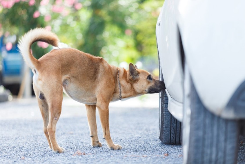 Banish the Odor: Ultimate Guide on How to Get Rid of Dog Smell